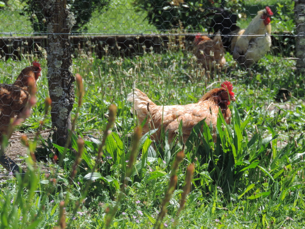Les reines du jardin